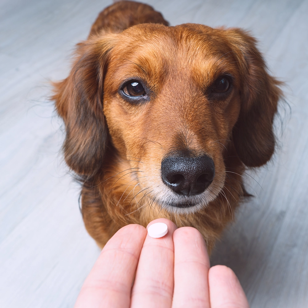 Rosewood x Paws in the Bath