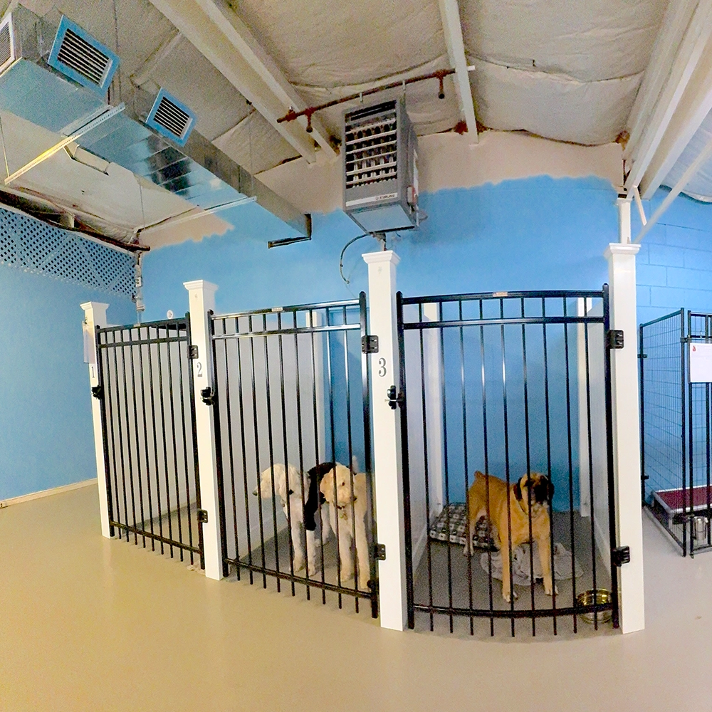 Rosewood x Paws in the Bath