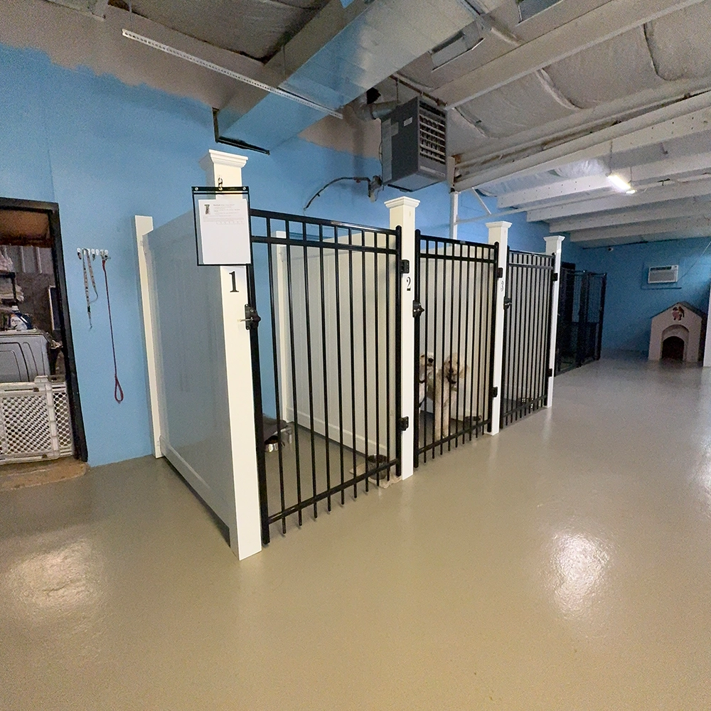 Rosewood x Paws in the Bath