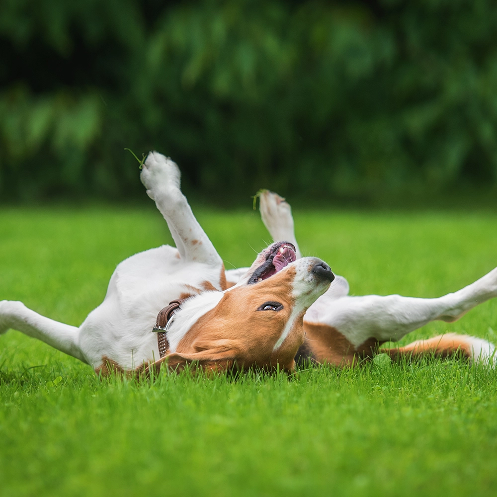Rosewood x Paws in the Bath