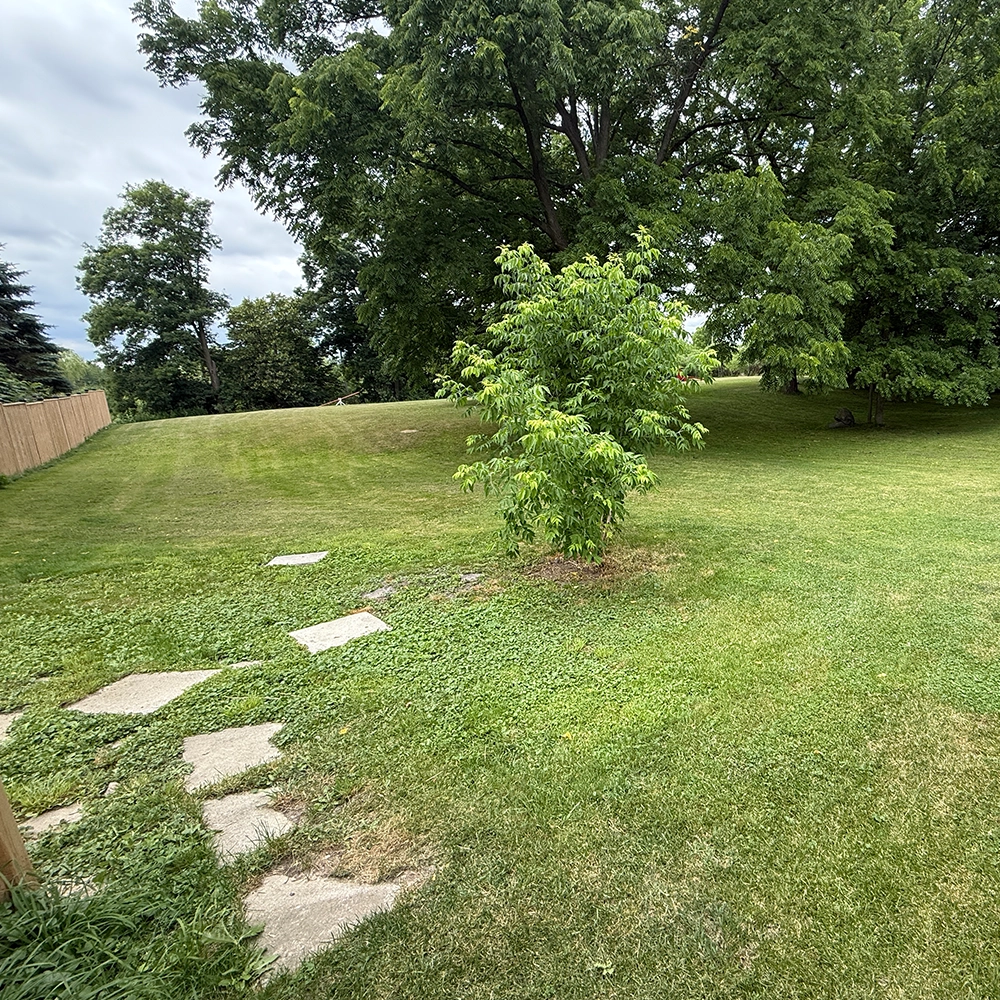 Rosewood x Paws in the Bath