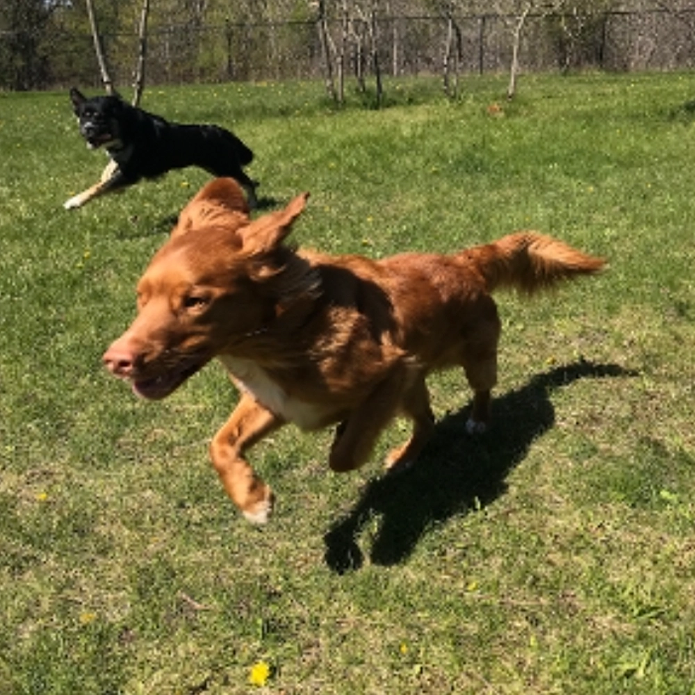 Rosewood x Paws in the bath