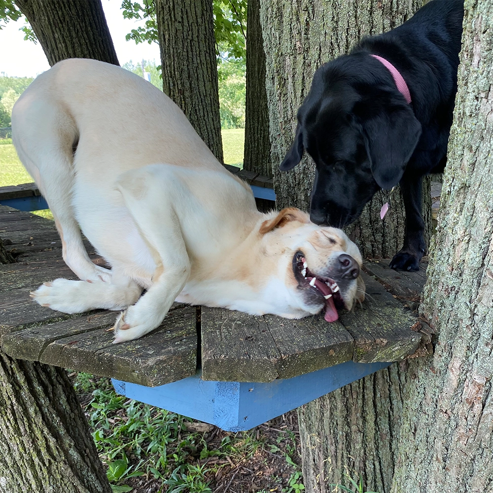 Rosewood x Paws in the bath