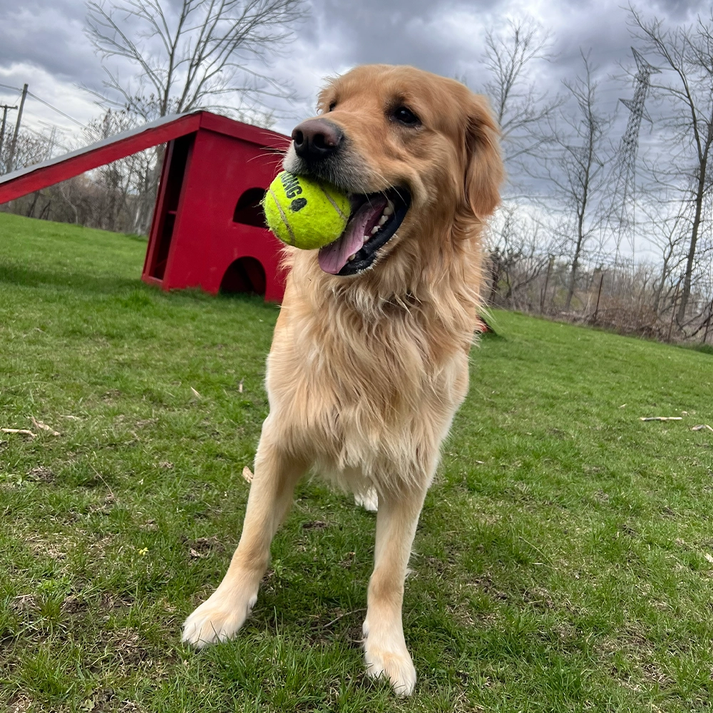 Rosewood x Paws in the bath