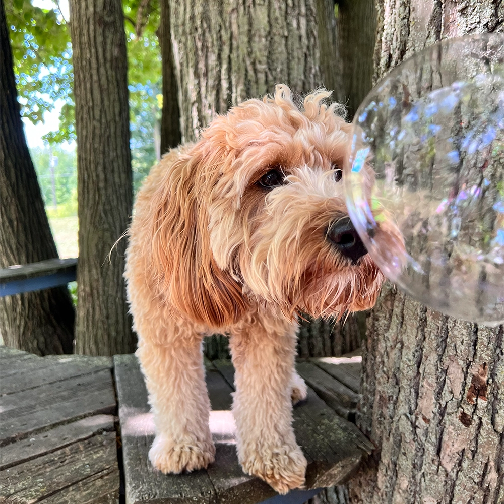 Rosewood x Paws in the bath