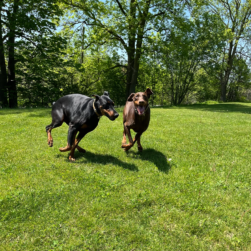 Rosewood x Paws in the bath