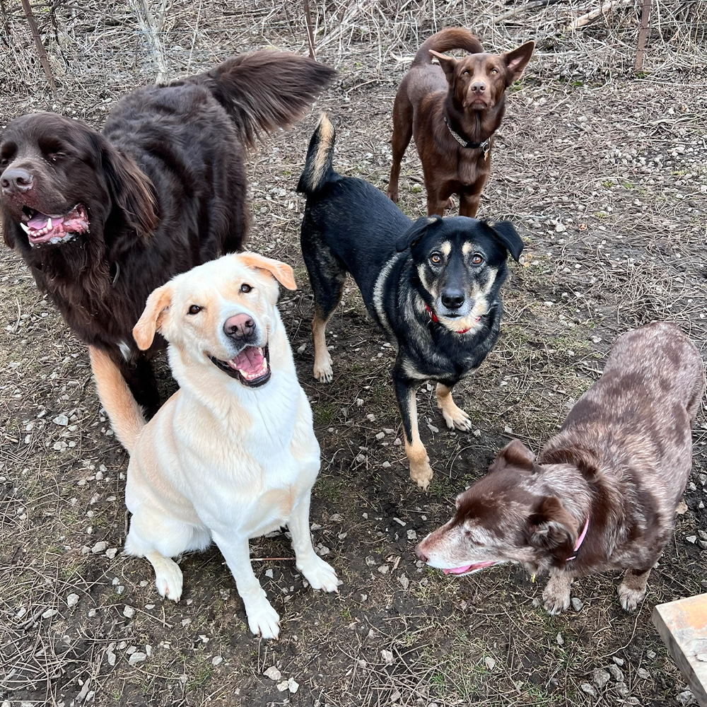 Rosewood x Paws in the bath