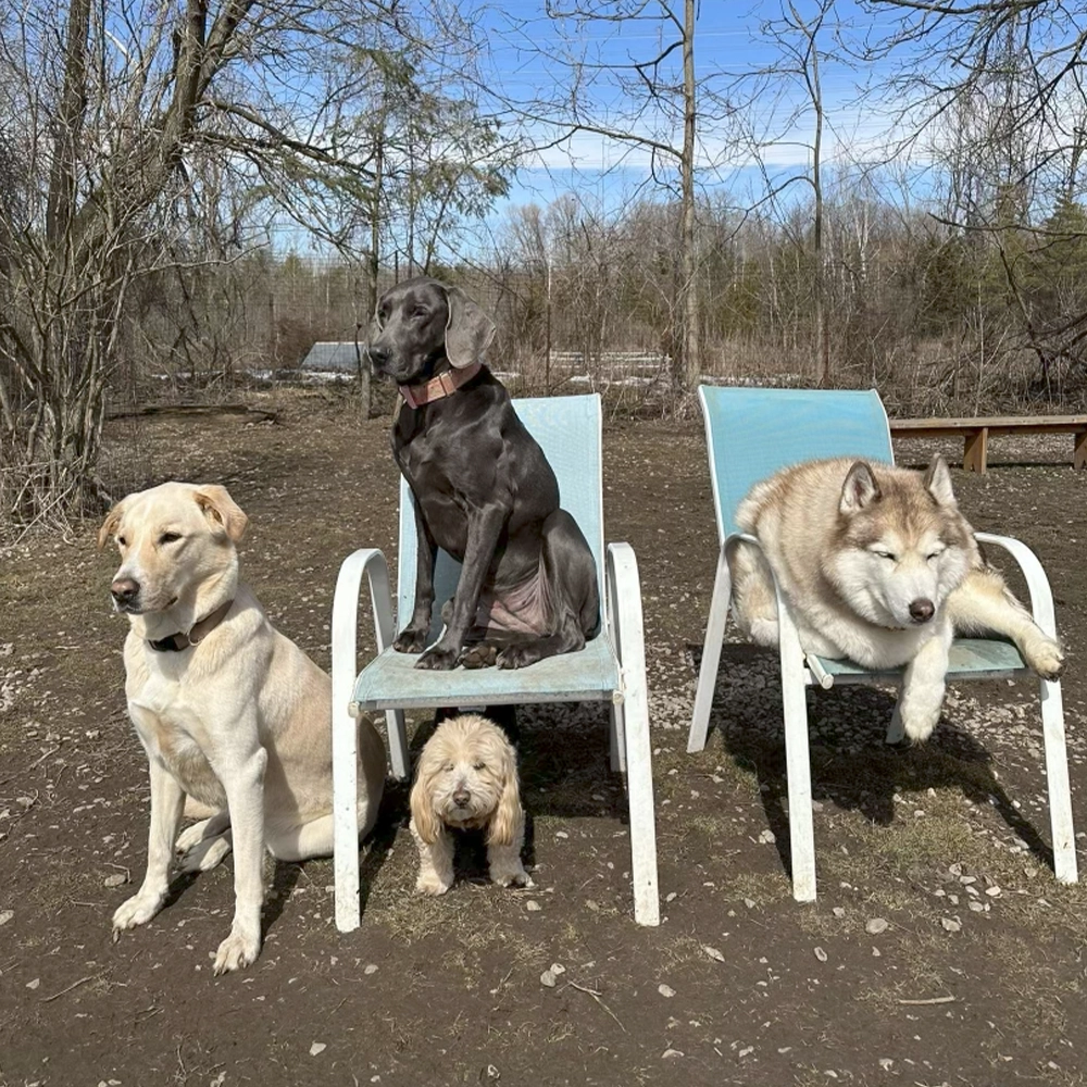 Rosewood x Paws in the bath