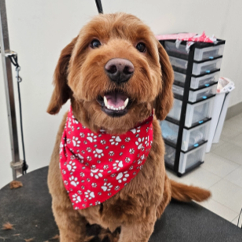 Rosewood x Paws in the Bath