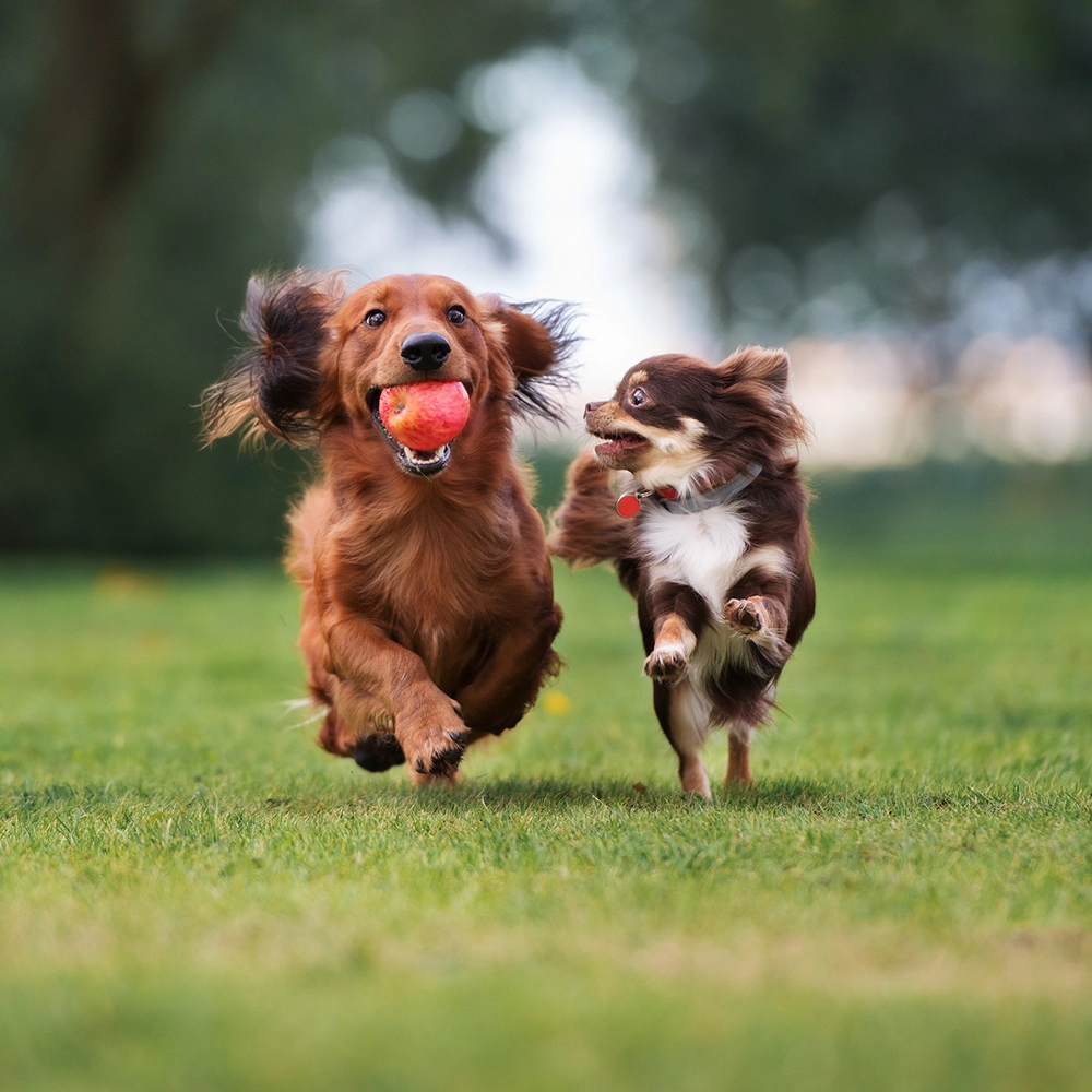 Rosewood x Paws in the Bath
