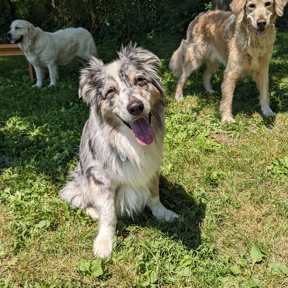 Rosewood x Paws in the Bath