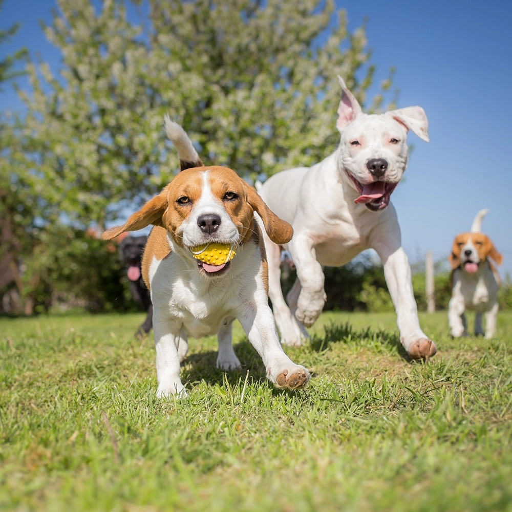 Rosewood x Paws in the Bath