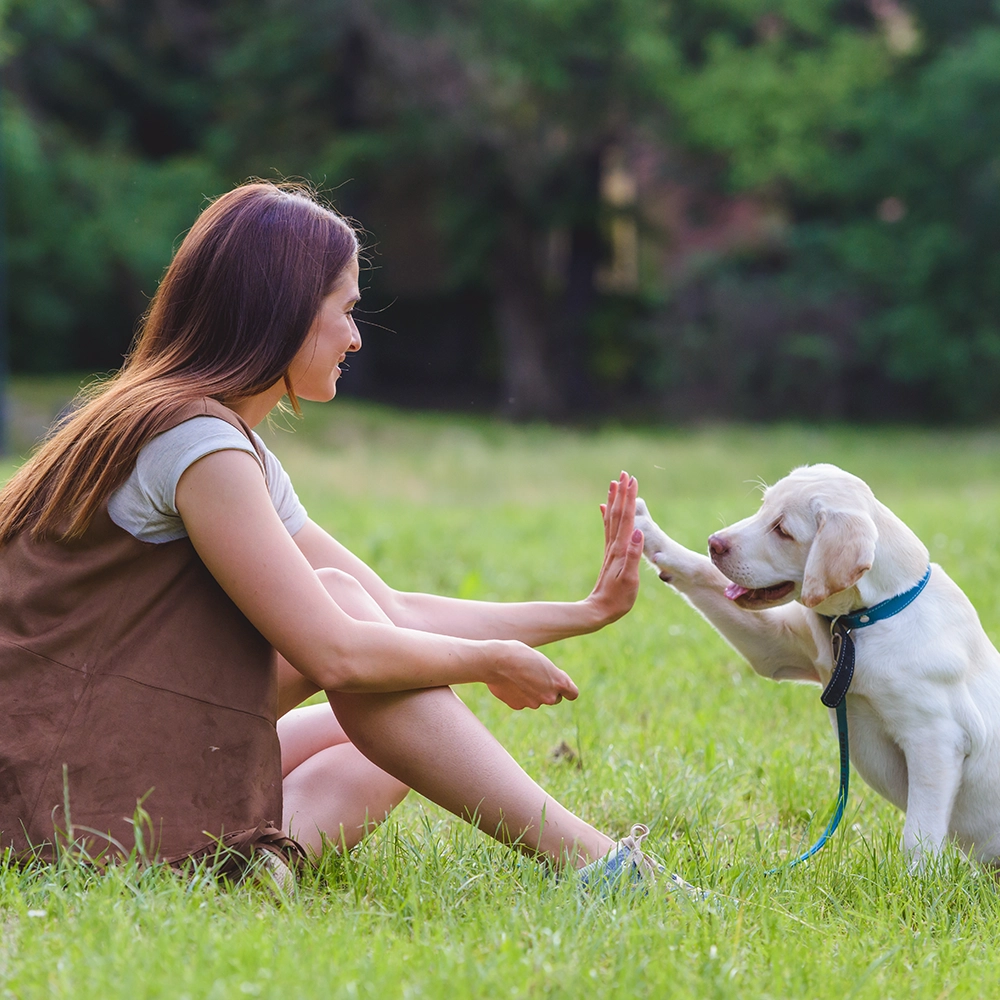 Rosewood x Paws in the Bath