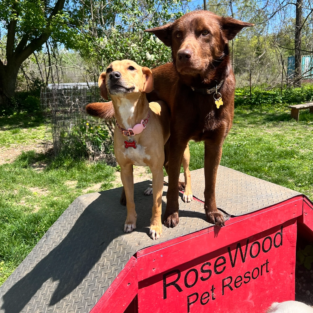 Rosewood x Paws in the Bath